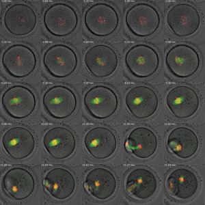 meiotic maturation