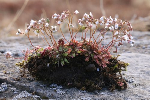 Studied plant