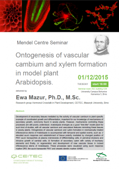 Mendel Cente Seminar - Ontogenesis of vascular cambium and xylem formation in model plant Arabidopsis.