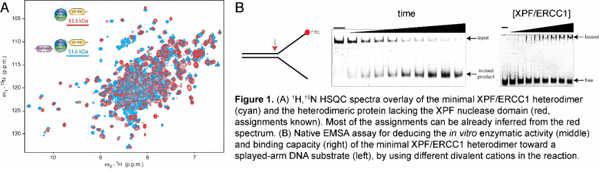 XPF-ERCC1